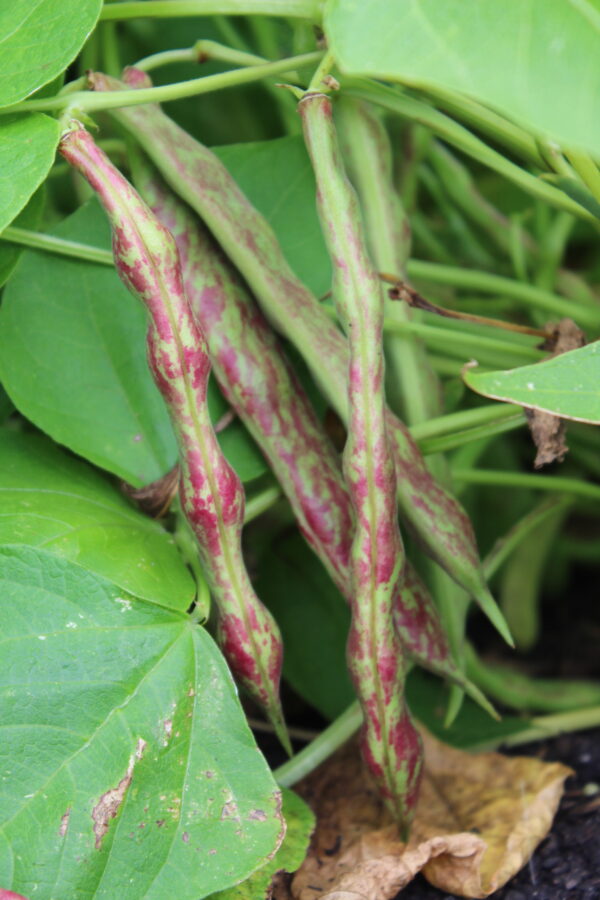 Organic Dwarf Italian Borlotto Bean Lingua Di Fuoco - Image 3