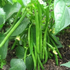 Dwarf Kenyan Bean Ferrari