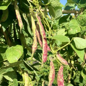 Climbing Borlotto Bean Lingua Di Fuoco 2