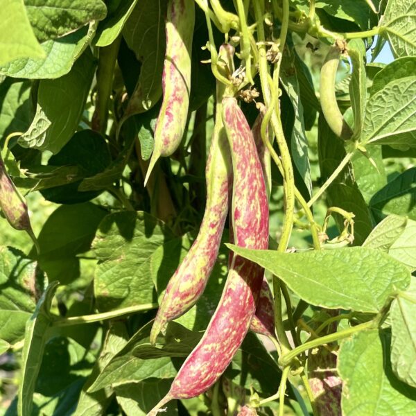 Dwarf Italian Borlotto Bean Lingua Di Fuoco - Image 3
