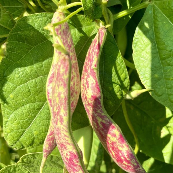 Dwarf Italian Borlotto Bean Lingua Di Fuoco - Image 4