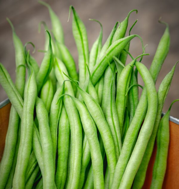 Dwarf French Bean Slenderette