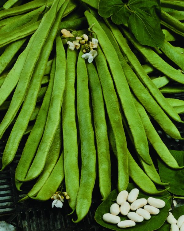 Organic Runner Bean White Emergo - Image 2