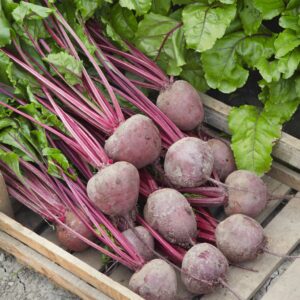 Winter Beetroot Lutz Green Leaf Red Stem