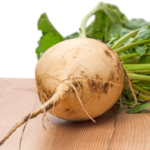 Beetroot Albino White
