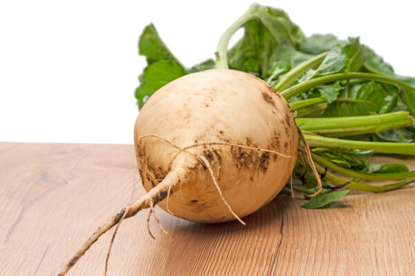 Beetroot Albino White