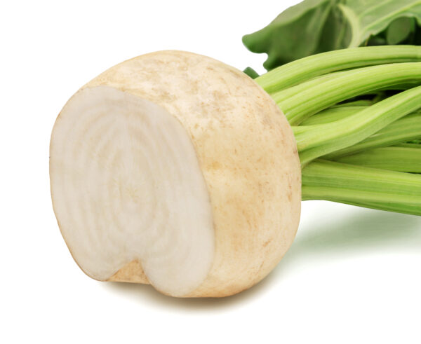Beetroot Albino White - Image 2
