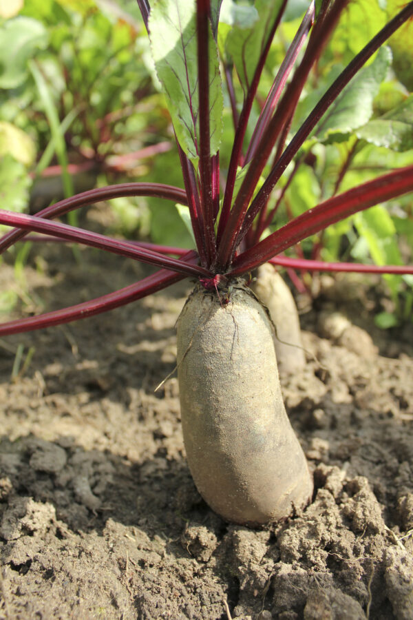 Organic Beetroot Cylindra - Image 2