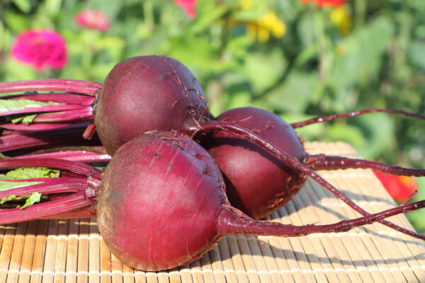 Organic Beetroot Detroit Dark Red