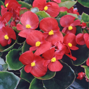 Begonia Semperflorens Heaven Red F1
