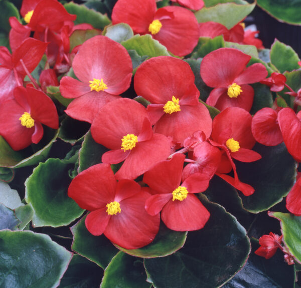 Begonia Semperflorens Heaven Red F1