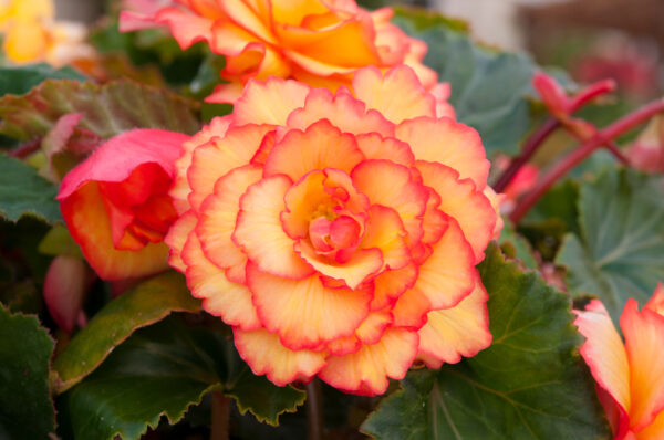 Begonia Tuberous Illumination Golden Picotee F1 - Image 3