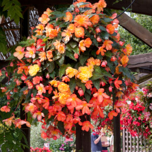 Begonia Tuberous Illumination Golden Picotee F1