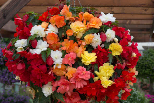 Begonia Tuberous Illumination Mixed F1 - Image 2
