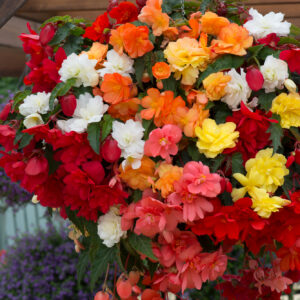Begonia Tuberous Illumination Mixed F1