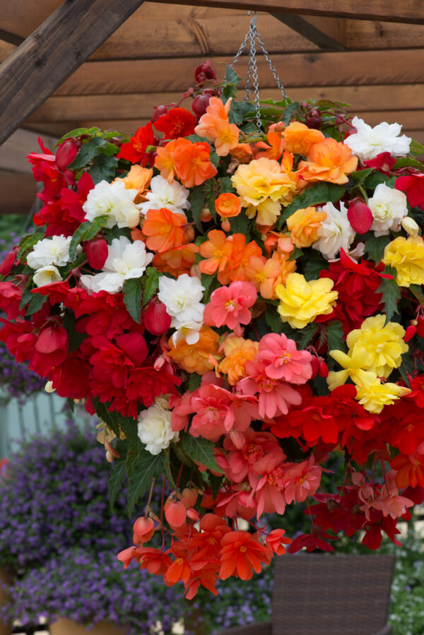 Begonia Tuberous Illumination Mixed F1