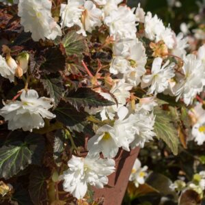 Begonia Tuberous Illumination White F1