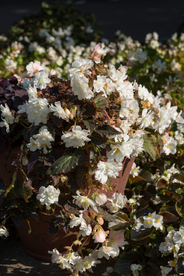 Begonia Tuberous Illumination White F1 - Image 3