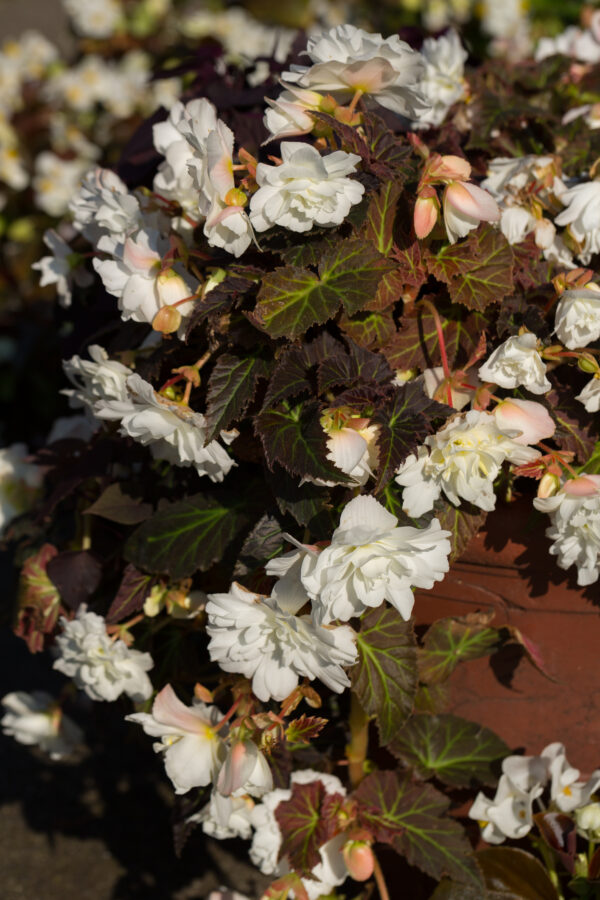 Begonia Tuberous Illumination White F1 - Image 2