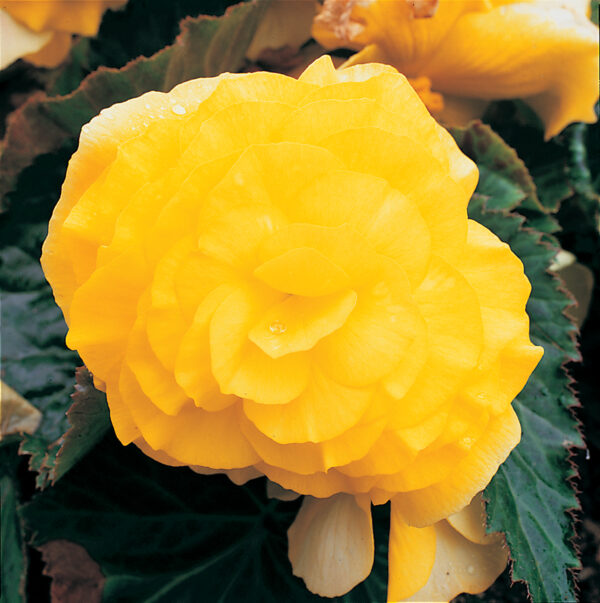 Begonia Tuberous Non Stop Yellow F1 - Image 2