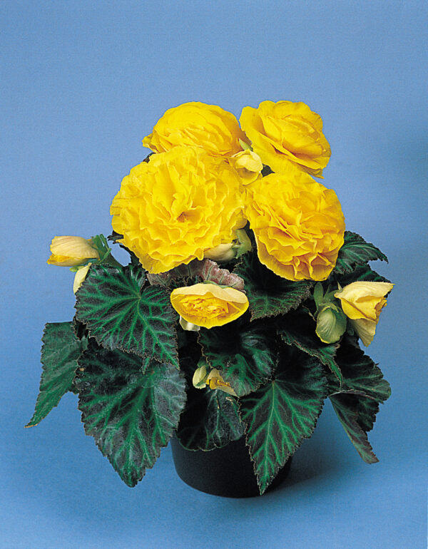 Begonia Tuberous Non Stop Yellow F1 - Image 3