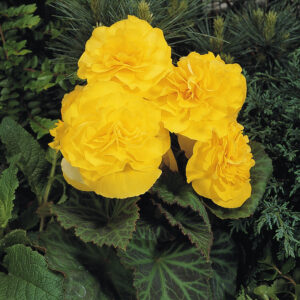 Begonia Tuberous Non Stop Yellow F1