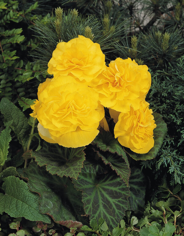 Begonia Tuberous Non Stop Yellow F1