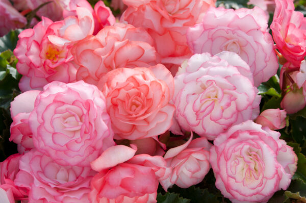 Begonia Tuberous On Top Pink Halo F1 - Image 2
