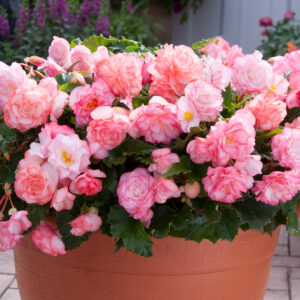 Begonia Tuberous On Top Pink Halo F1