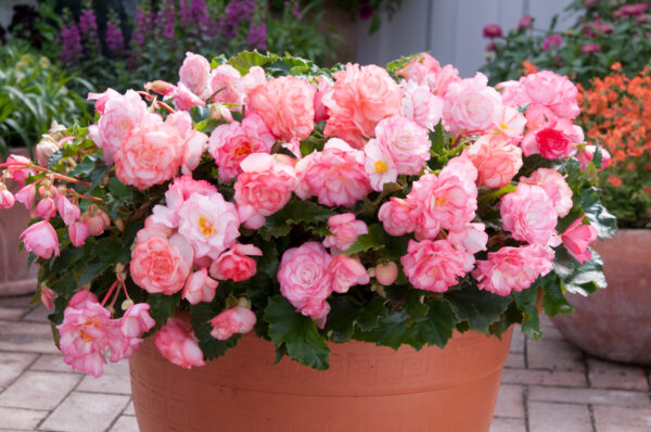 Begonia Tuberous On Top Pink Halo F1
