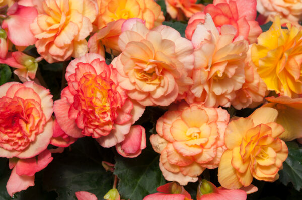 Begonia Tuberous On Top Sunset Shades F1 - Image 2