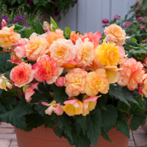 Begonia Tuberous On Top Sunset Shades F1