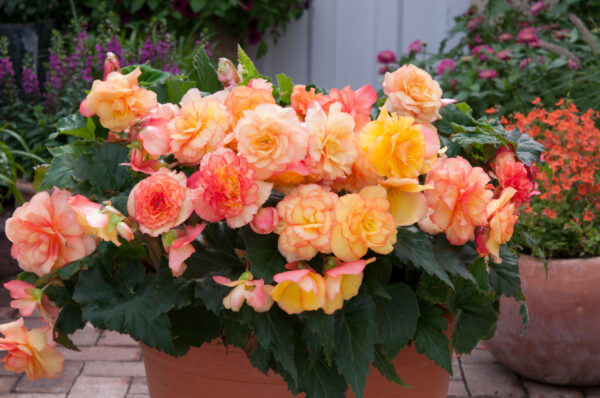 Begonia Tuberous On Top Sunset Shades F1