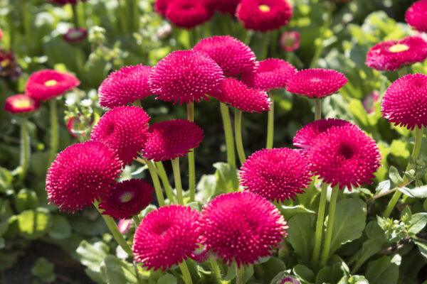 Bellis Perennis Pomponette - Image 2