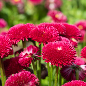 Bellis Perennis Pomponette