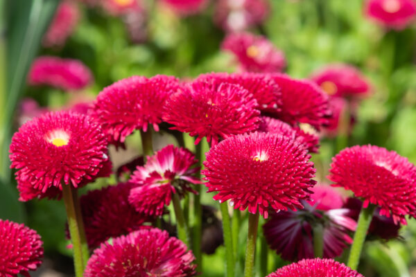 Bellis Perennis Pomponette