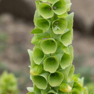Bells of Ireland