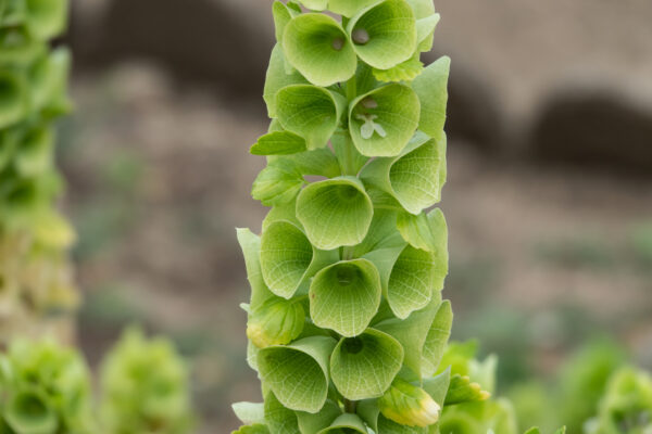 Bells of Ireland