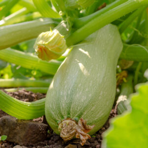 Italian Courgette Bianca Di Trieste