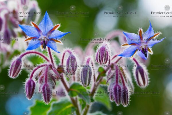 Organic Borage - Image 2