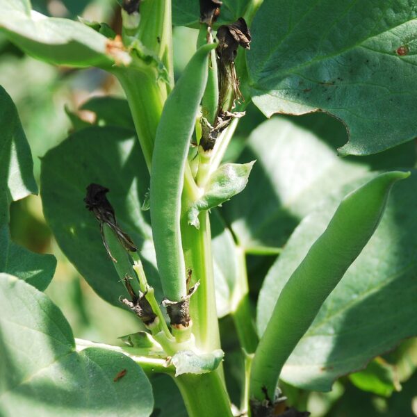 Organic Broad Bean Aquadulce Claudia - Image 2