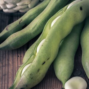 Organic Broad Bean Aquadulce Claudia