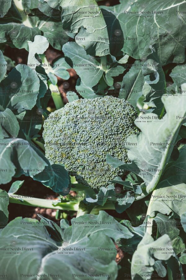 Organic Broccoli De Ciccio - Image 2