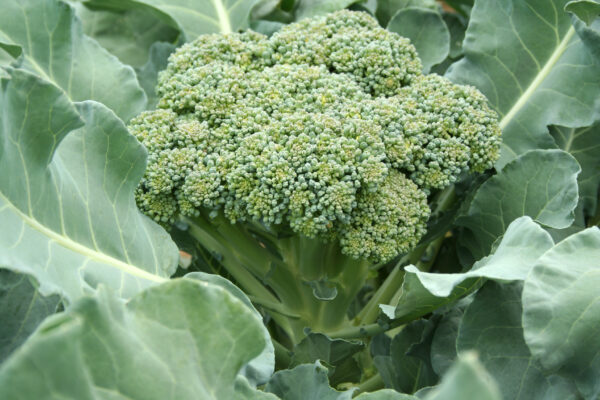 Organic Broccoli De Ciccio