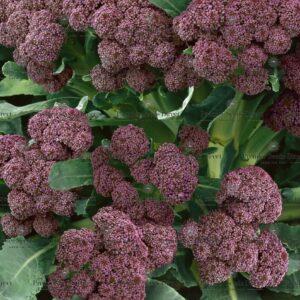 Organic Broccoli Purple Early Sprouting