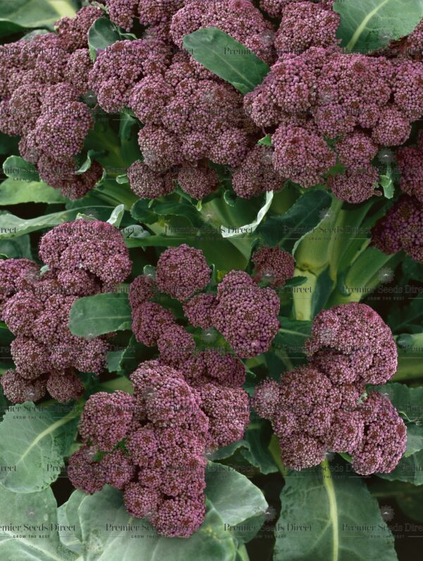 Organic Broccoli Purple Early Sprouting