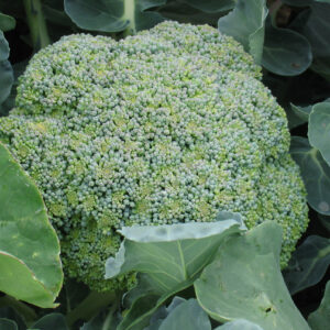 Organic Broccoli Waltham 29