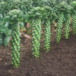 Brussel Sprout Brilliant F1