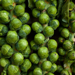 Organic Brussel Sprout Groninger