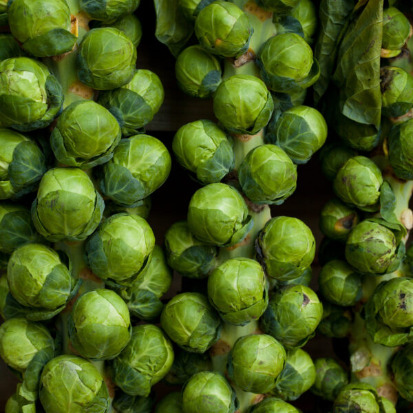 Organic Brussel Sprout Groninger